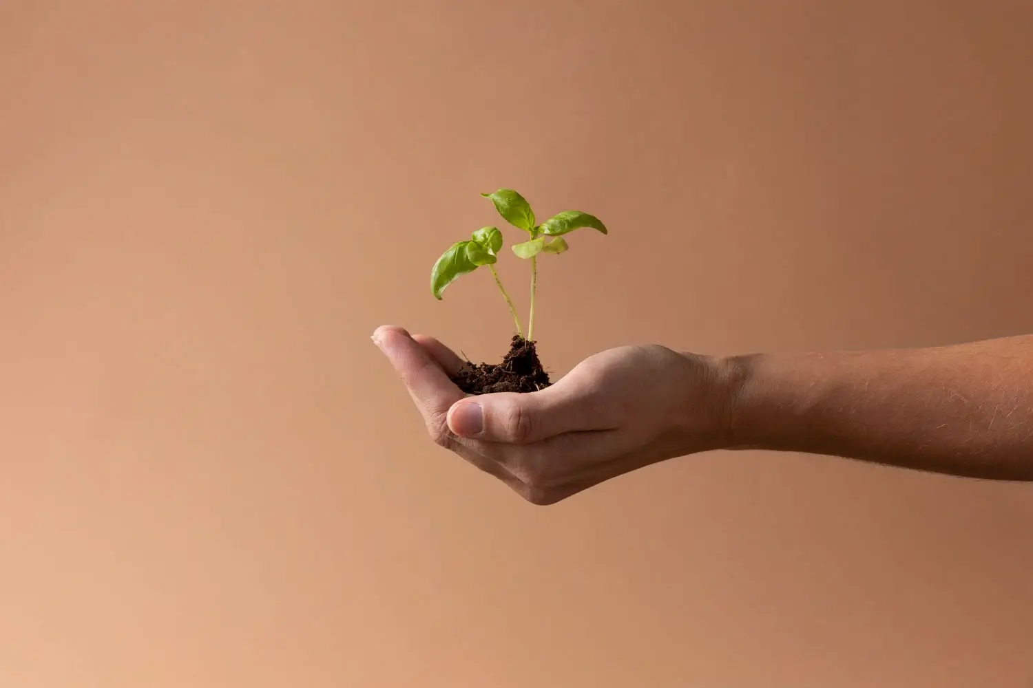Hands holding a plant, symbolizing sustainability